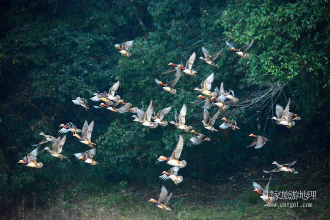 進(jìn)入初冬，大批野生鴛鴦陸續(xù)飛抵江西婺源縣賦春鎮(zhèn)鴛鴦湖越冬，小精靈們?cè)诤嫔匣蛳嗷ヒ蕾?、卿卿我我；或隨波逐流、嬉戲打鬧，悠閑自在生活在青山綠水之間，優(yōu)良的水域和豐富的湖畔闊葉林，為鴛鴦過(guò)冬提供良好生存環(huán)境，婺源鴛鴦湖已成為亞洲最大的野生鴛鴦越冬棲息地。（攝于12月4日下午）
