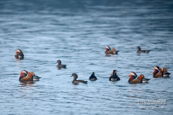 進(jìn)入初冬，大批野生鴛鴦陸續(xù)飛抵江西婺源縣賦春鎮(zhèn)鴛鴦湖越冬，小精靈們?cè)诤嫔匣蛳嗷ヒ蕾恕⑶淝湮椅遥换螂S波逐流、嬉戲打鬧，悠閑自在生活在青山綠水之間，優(yōu)良的水域和豐富的湖畔闊葉林，為鴛鴦過(guò)冬提供良好生存環(huán)境，婺源鴛鴦湖已成為亞洲最大的野生鴛鴦越冬棲息地。（攝于12月4日下午）